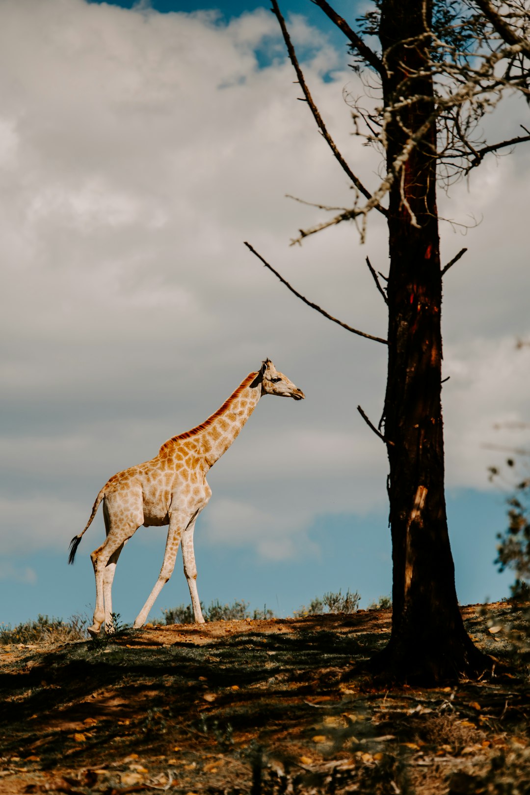 brown giraffe standing on brown grass field during daytime
