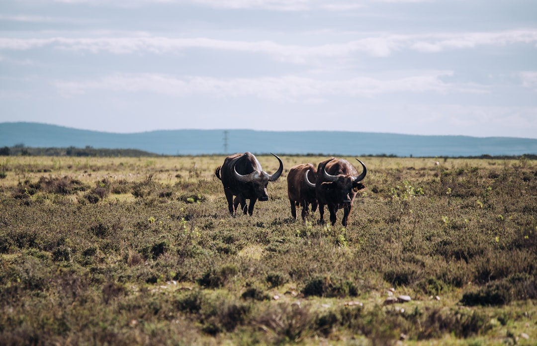 black water buffalo on green grass field under blue sky during daytime