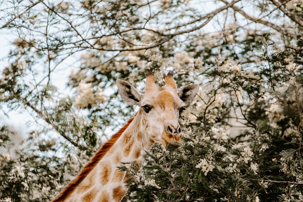 brown giraffe eating green leaves during daytime