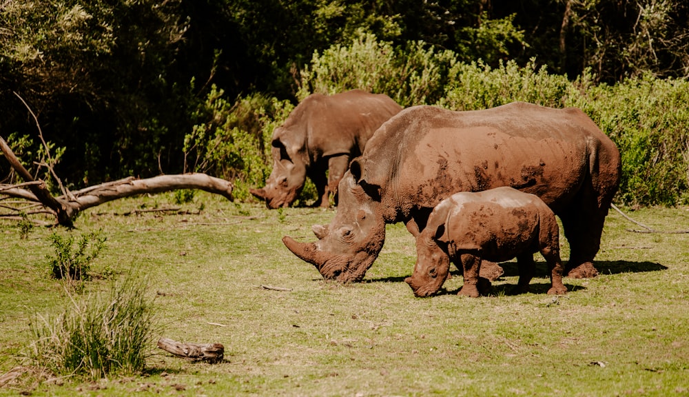 brown rhinoceros on green grass field during daytime