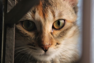 brown tabby cat in close up photography