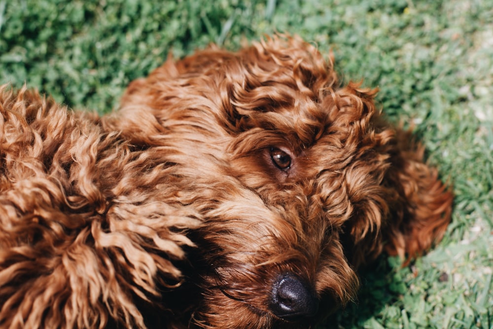 brown long coated dog on green textile