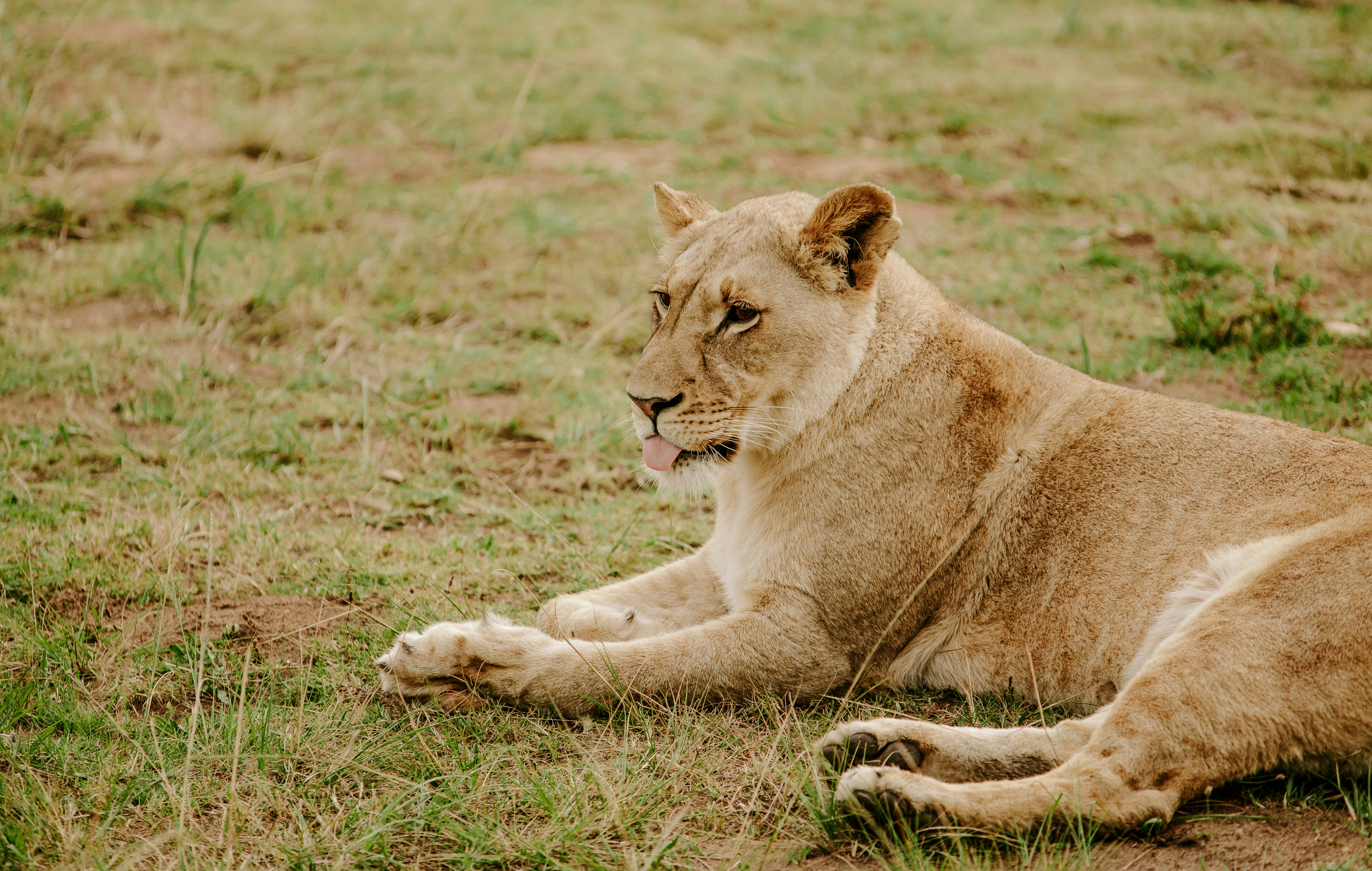 brown lioness lying on ground during daytime