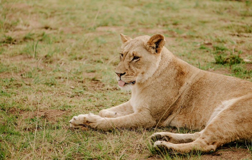 brown lioness lying on ground during daytime