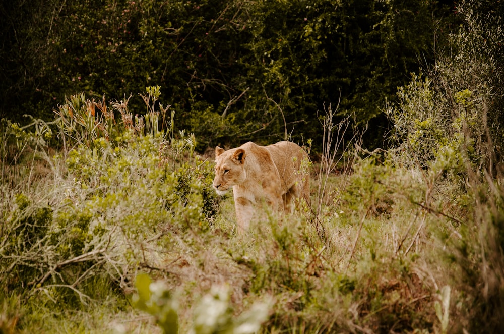 brown lioness on green grass during daytime