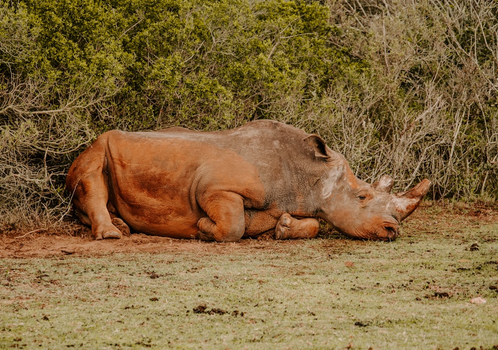 rinoceronte marrom no campo marrom durante o dia
