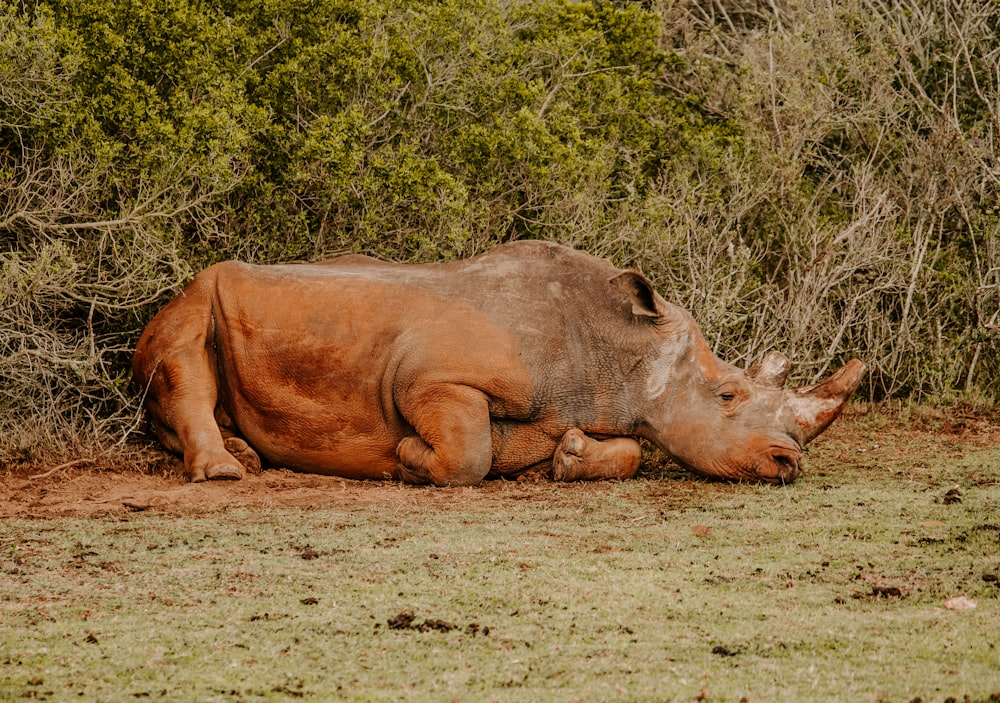 brown rhinoceros on brown field during daytime