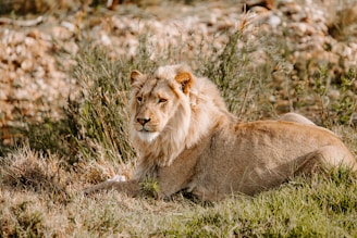 A majestic lion resting in the golden grasslands of Serengeti National Park at sunset.