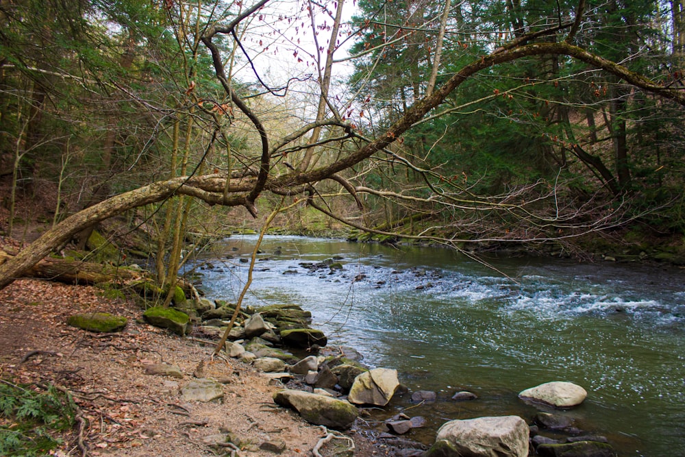 brown tree near river during daytime