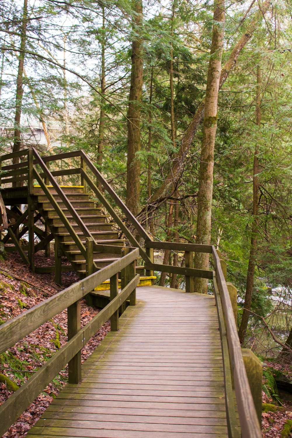 昼間の森の中の茶色い木の橋