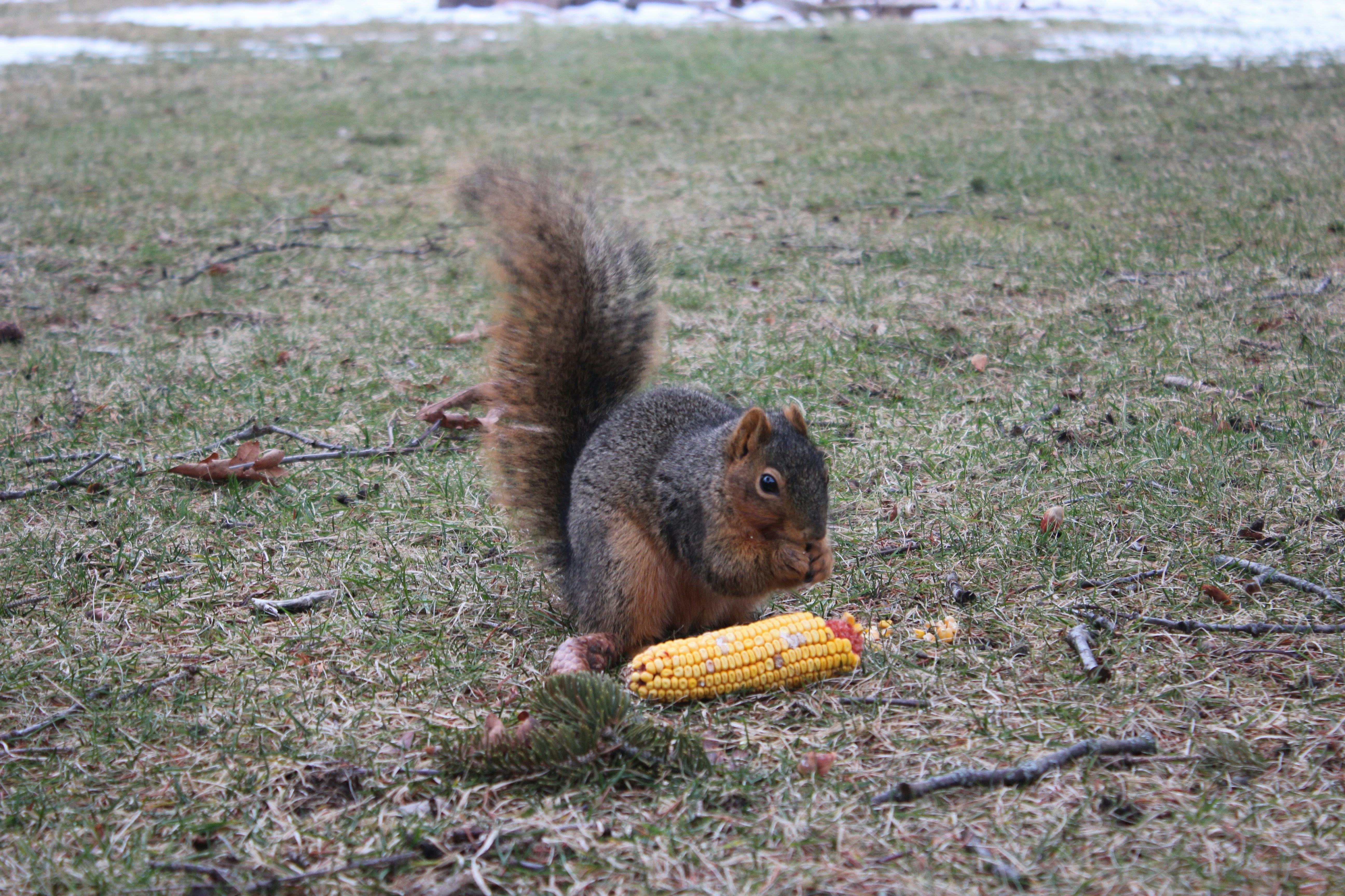 brown squirrel eating corn on green grass field during daytime photo