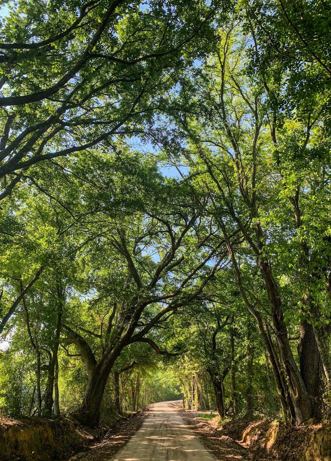 Forest photo spot 227 Nesbit Rd Savannah