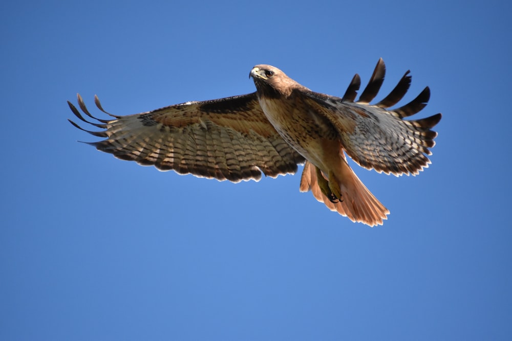 brown and white bird flying during daytime