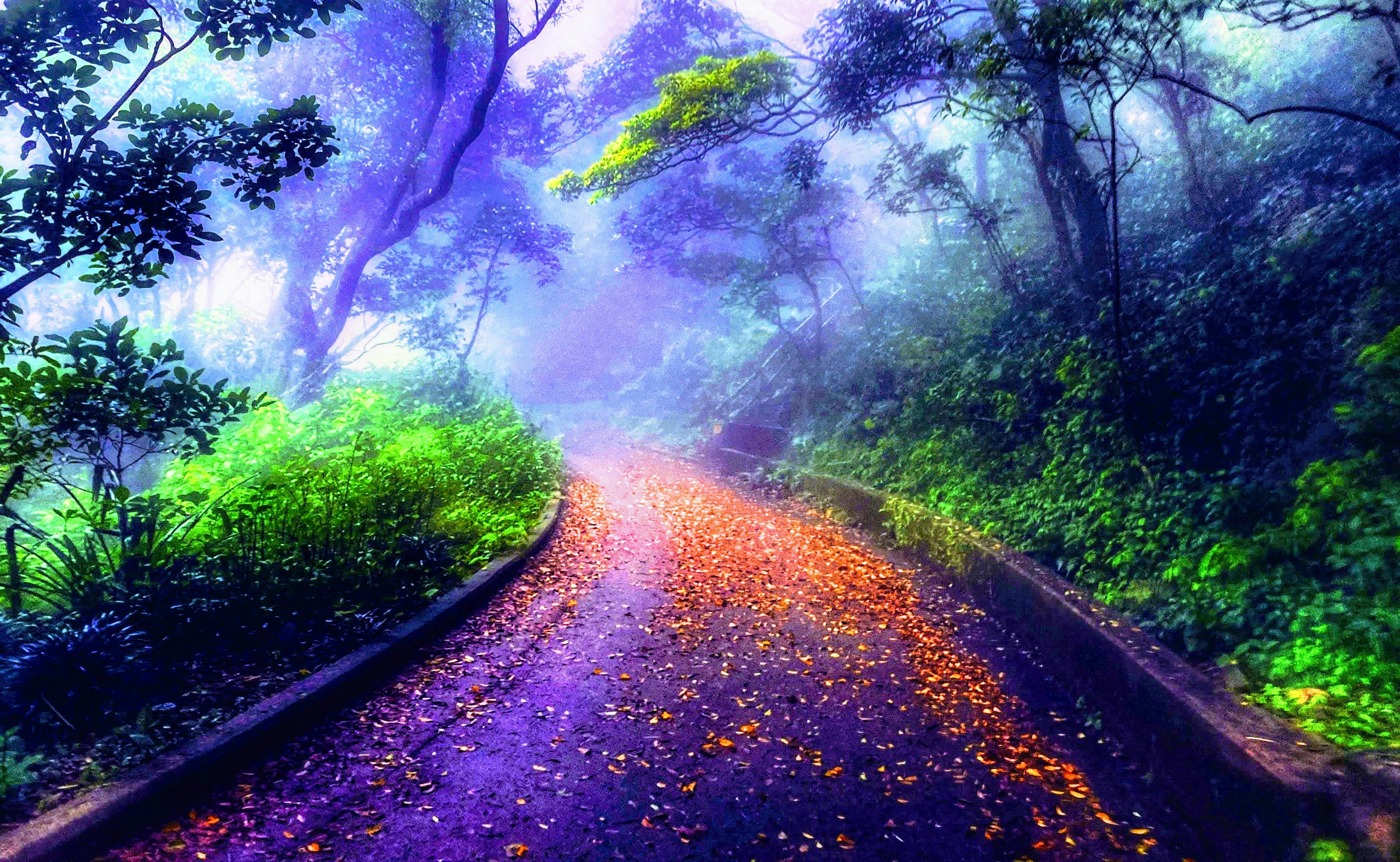A winding path through a misty forest symbolizing a journey into the psyche.