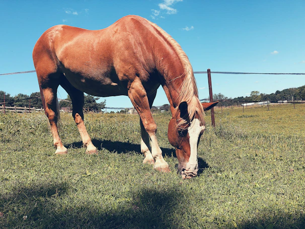 Horse grazing in a fenced green pasture under a clear blue sky.