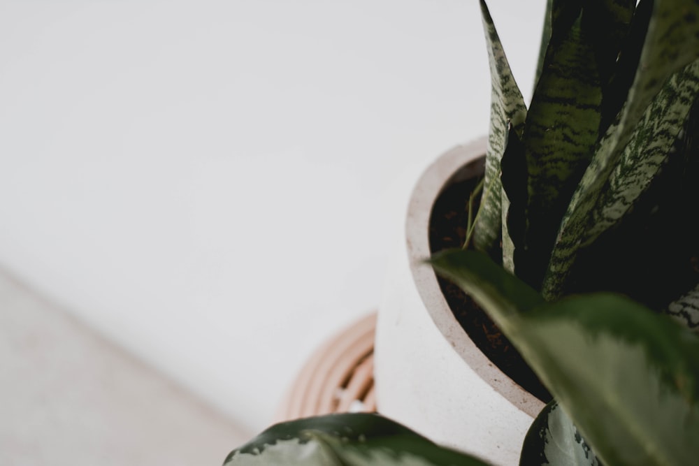 green plant on brown clay pot