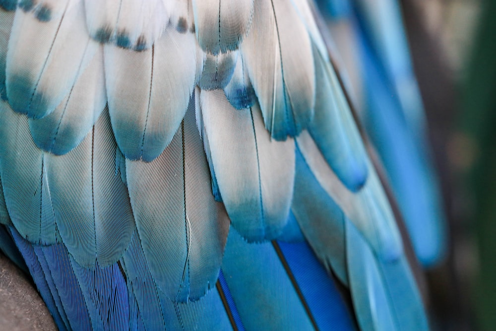blue and white bird feather