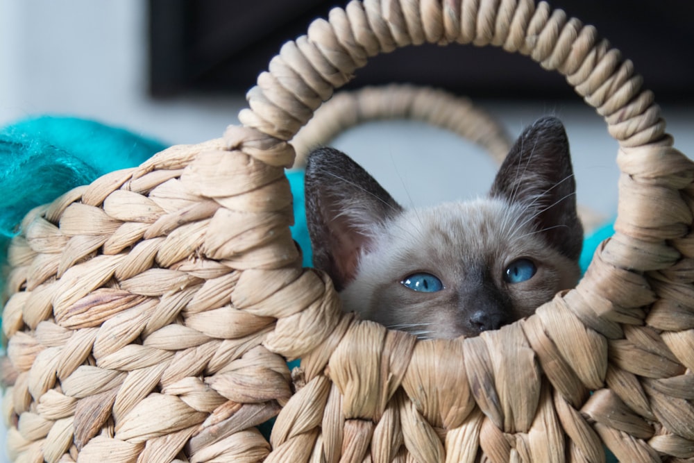 gray cat on brown woven basket