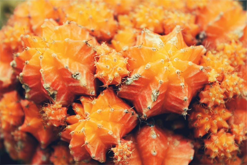 orange flower petals in macro lens