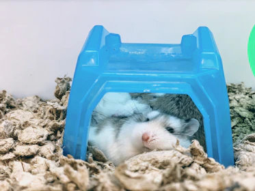 Animated hamster and canary resting together under a tree with cozy benches and flowers around.
