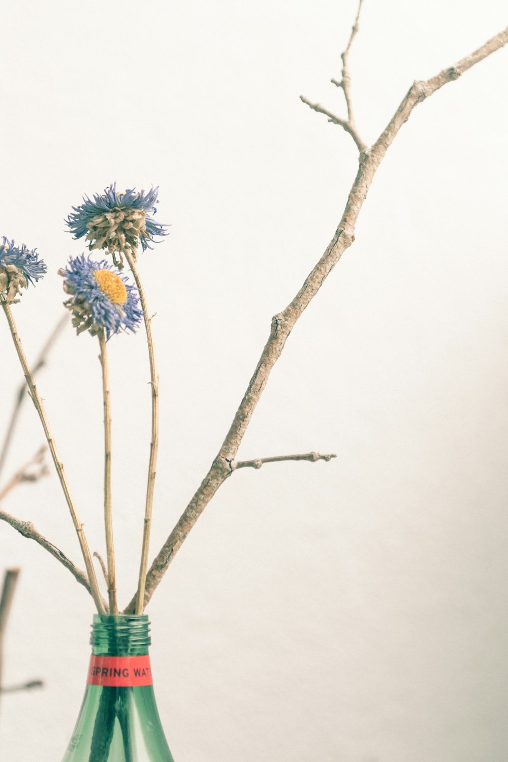 blue flowers on brown tree branch