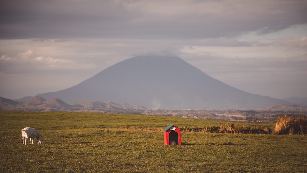 blue and red house on green grass field near mountain under white clouds during daytime