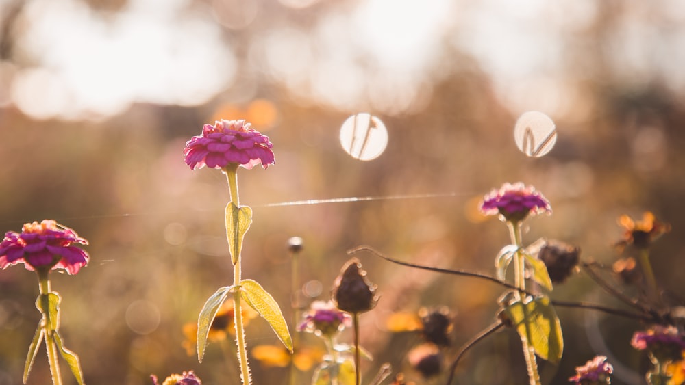 pink flowers in tilt shift lens