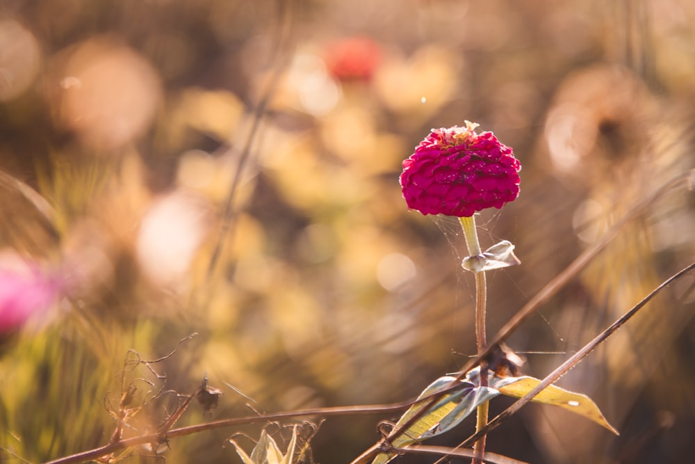 red flower on brown stem