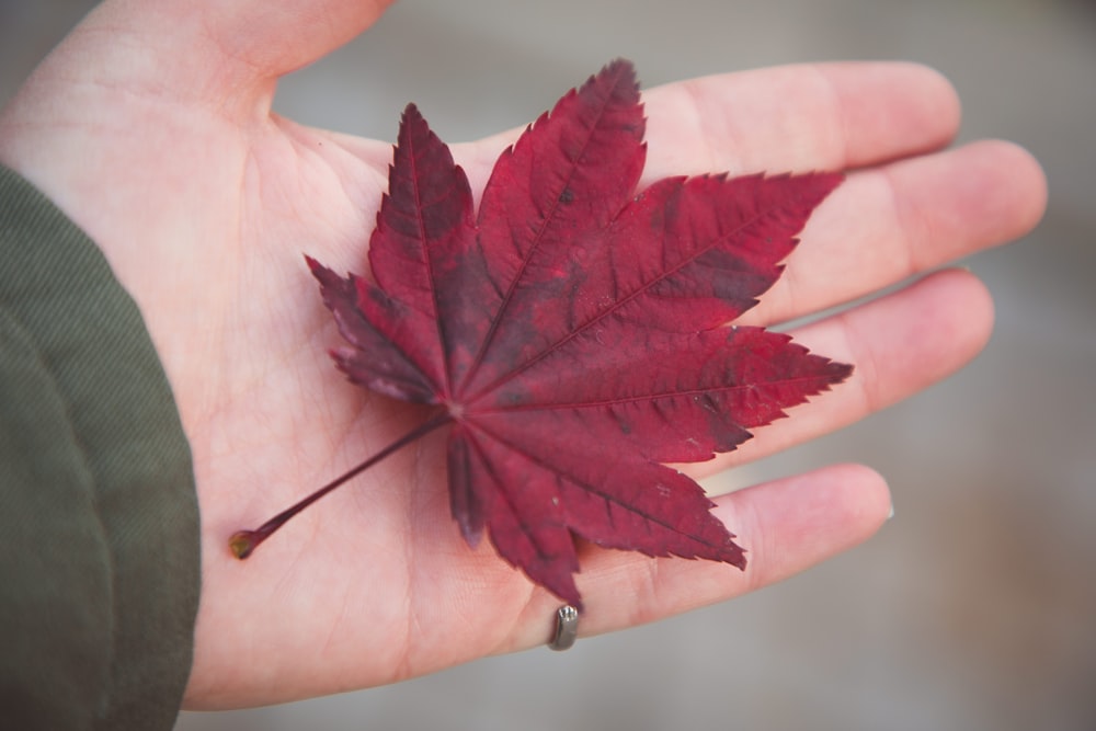 red leaf on persons hand
