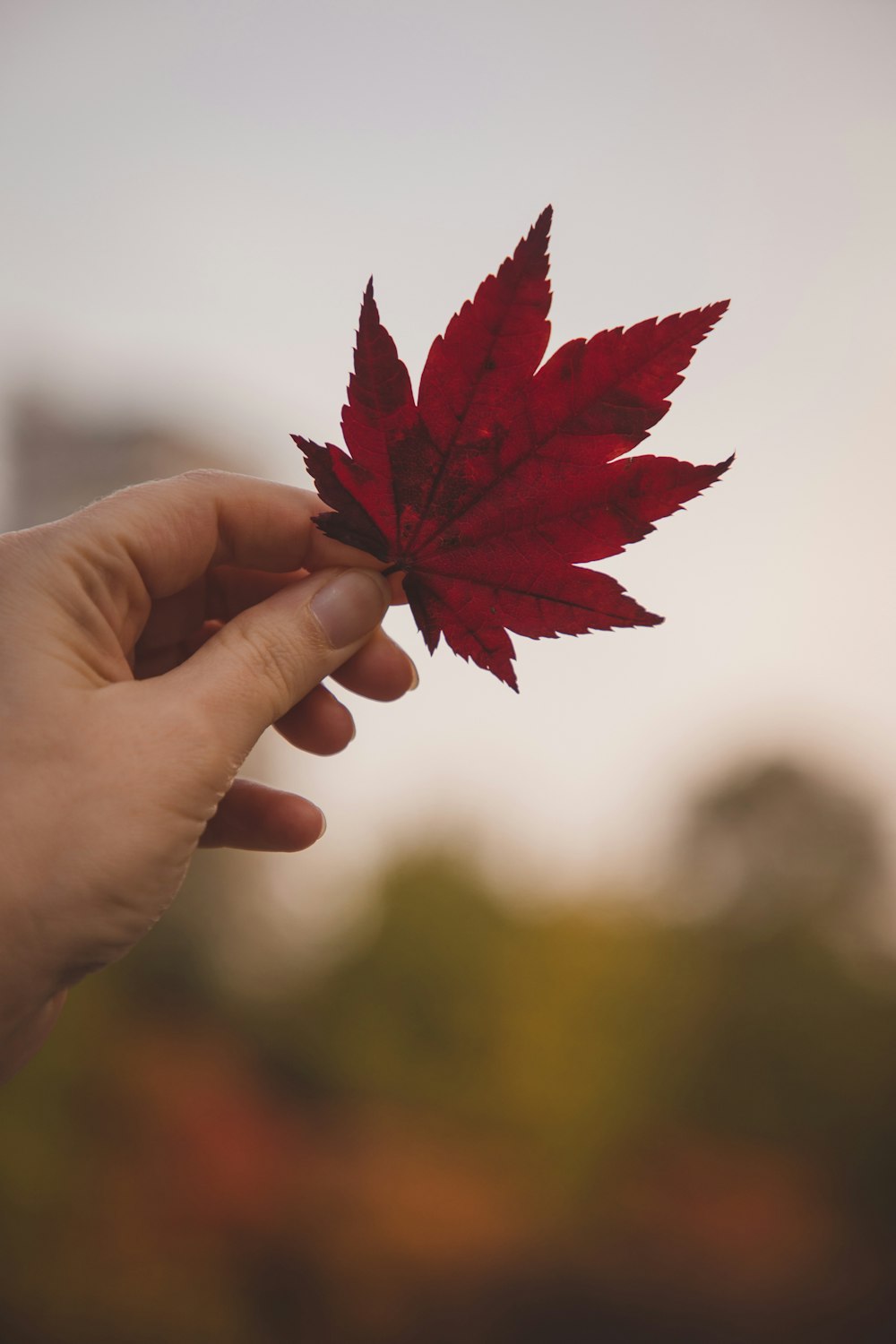 a person holding a red leaf in their hand
