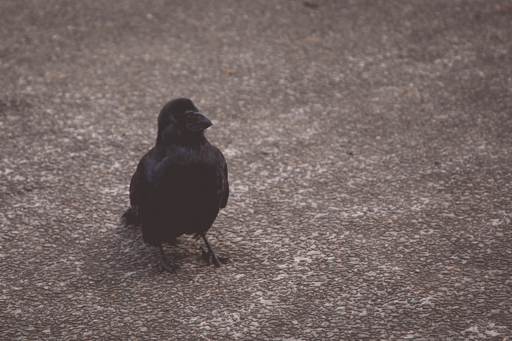 pájaro negro en suelo marrón durante el día