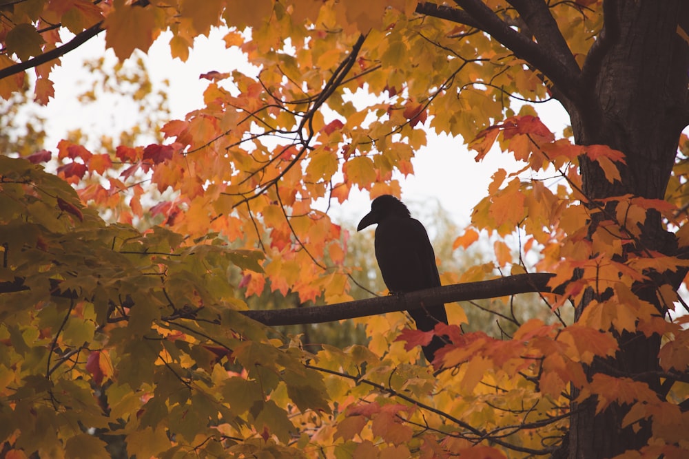 black bird on brown tree branch during daytime