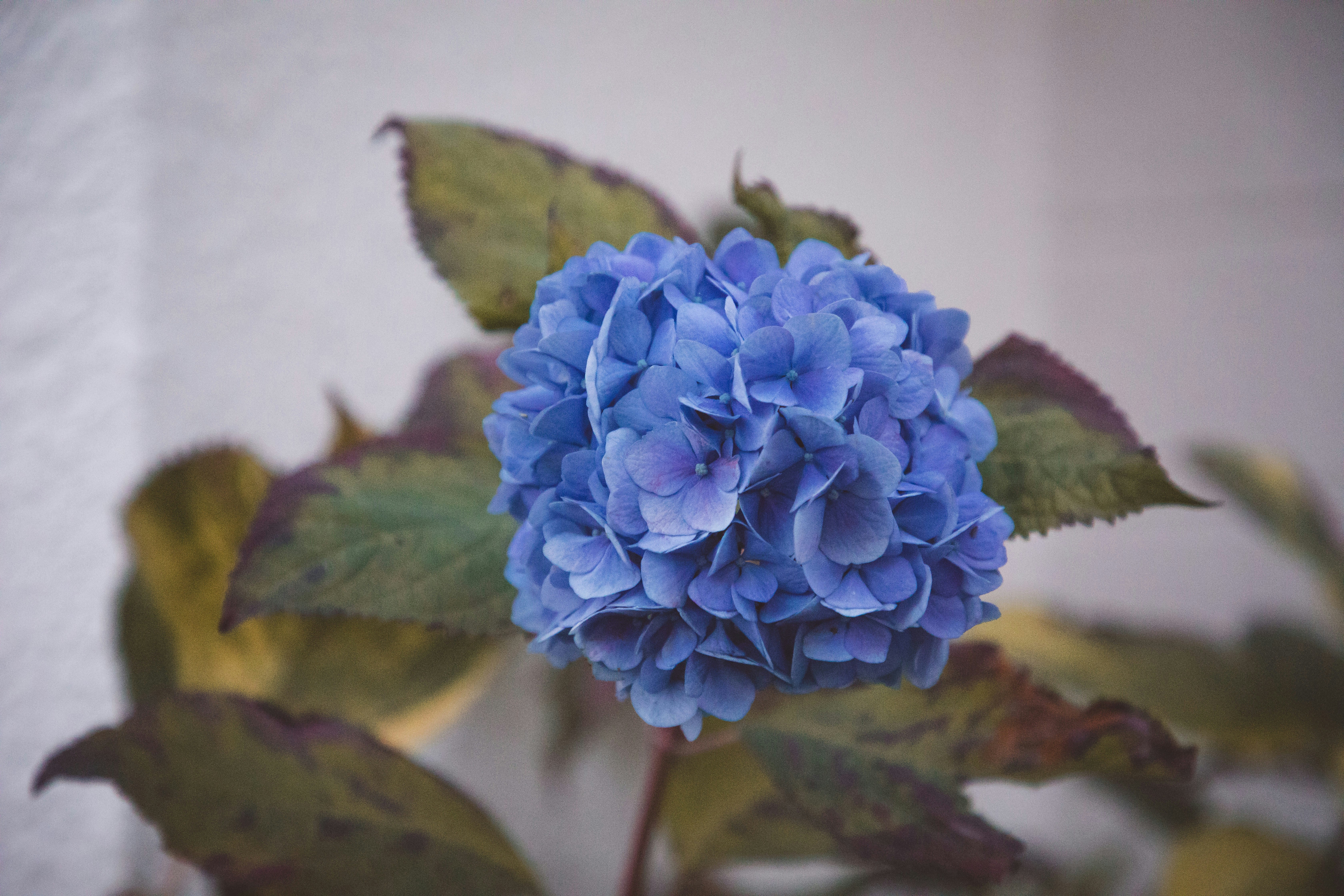 blue flower in tilt shift lens