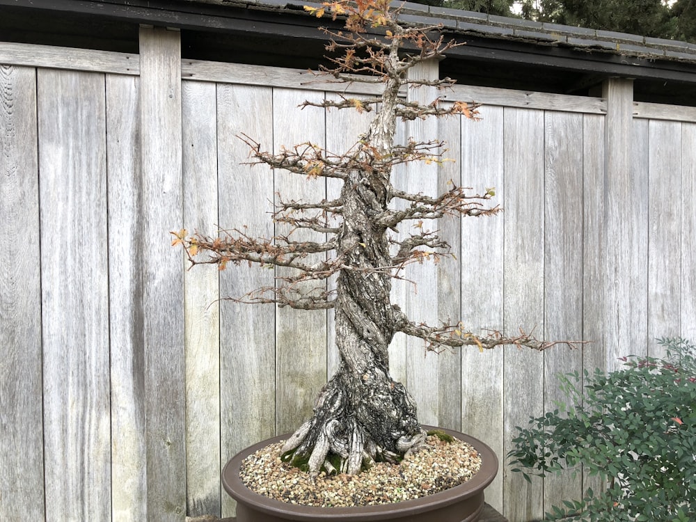 green and brown tree on brown clay pot