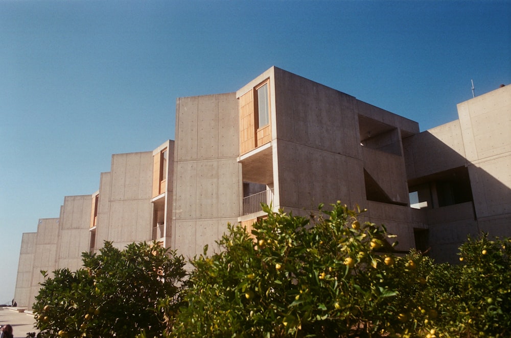 green tree beside brown concrete building