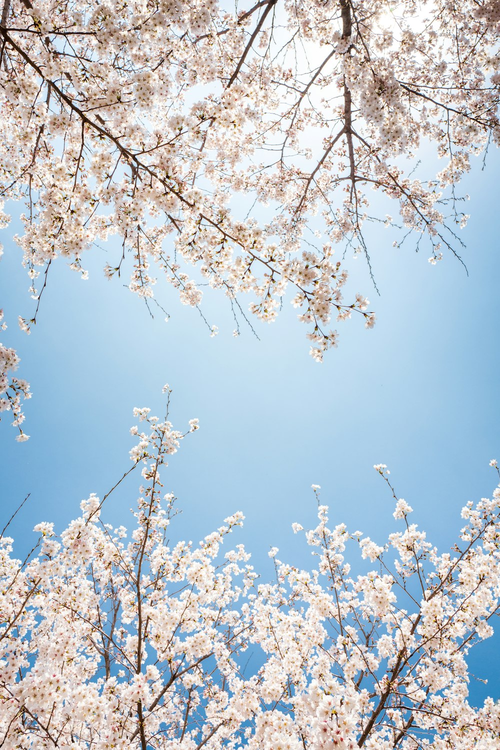 fiore di ciliegio bianco sotto il cielo blu durante il giorno