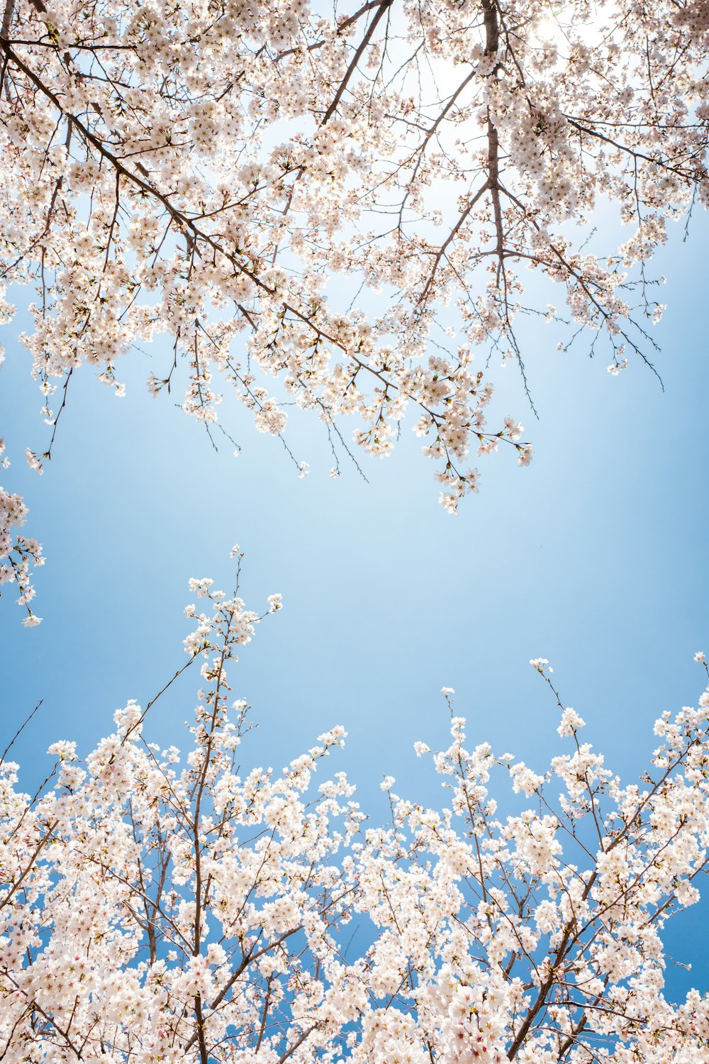 white cherry blossom under blue sky during daytime