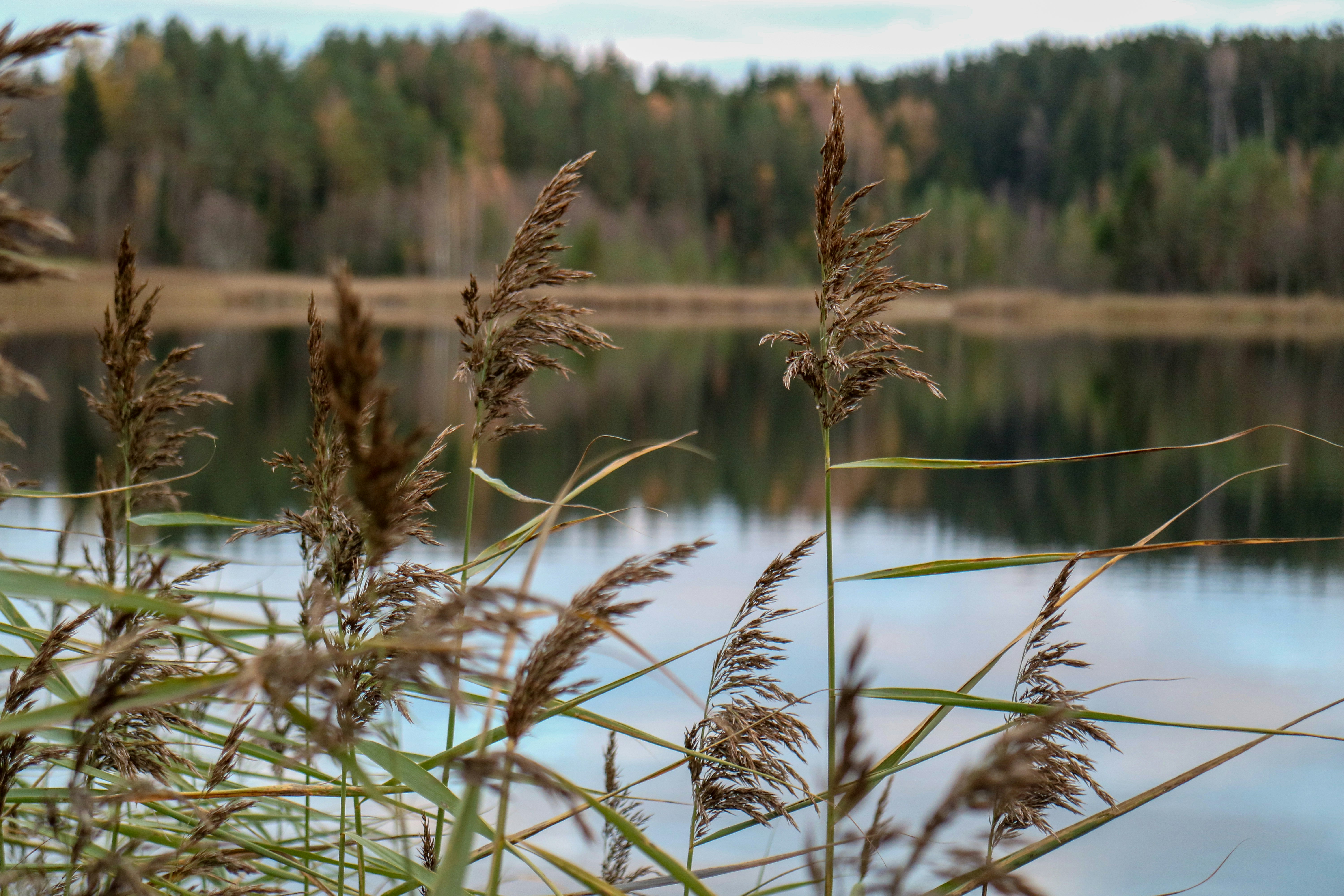 brown wheat field near lake during daytime