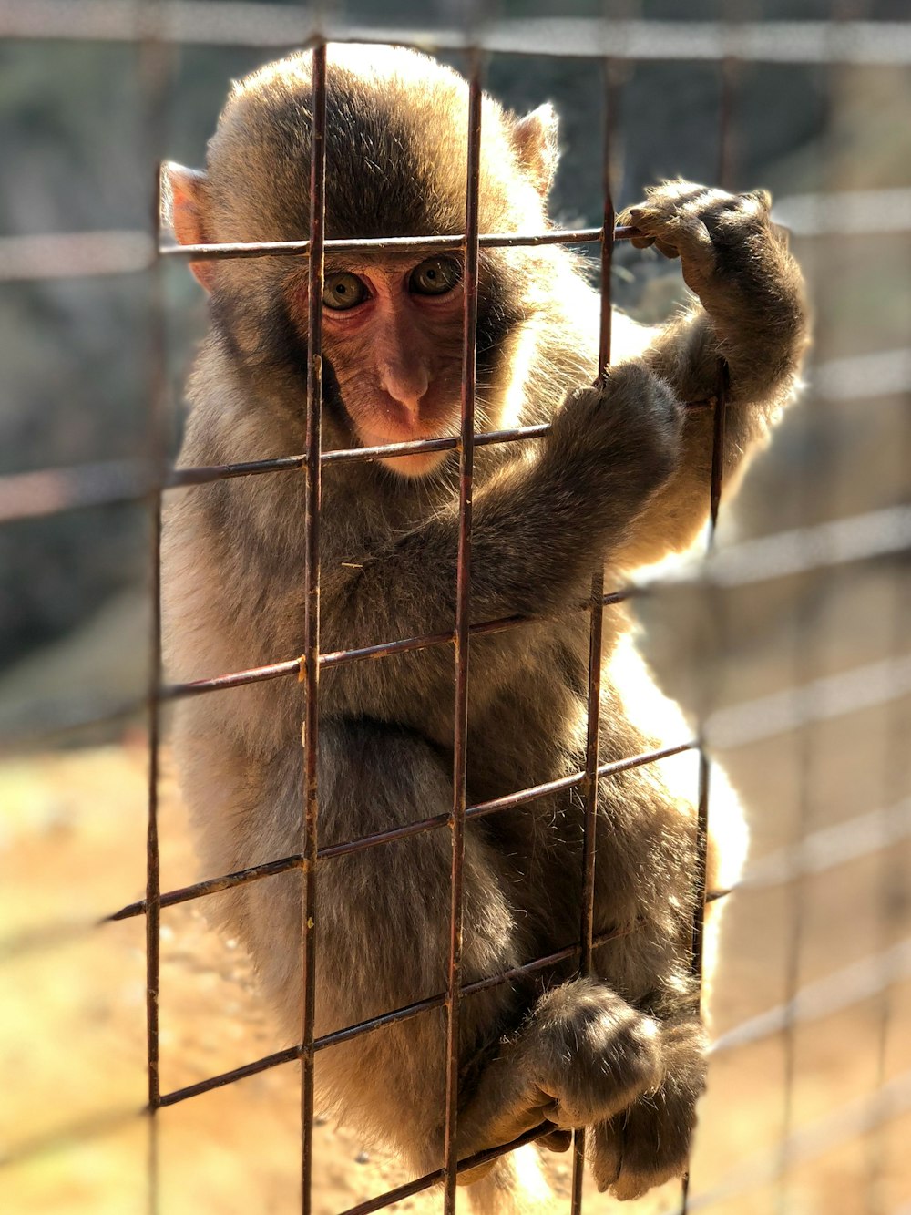 brown monkey on black metal cage