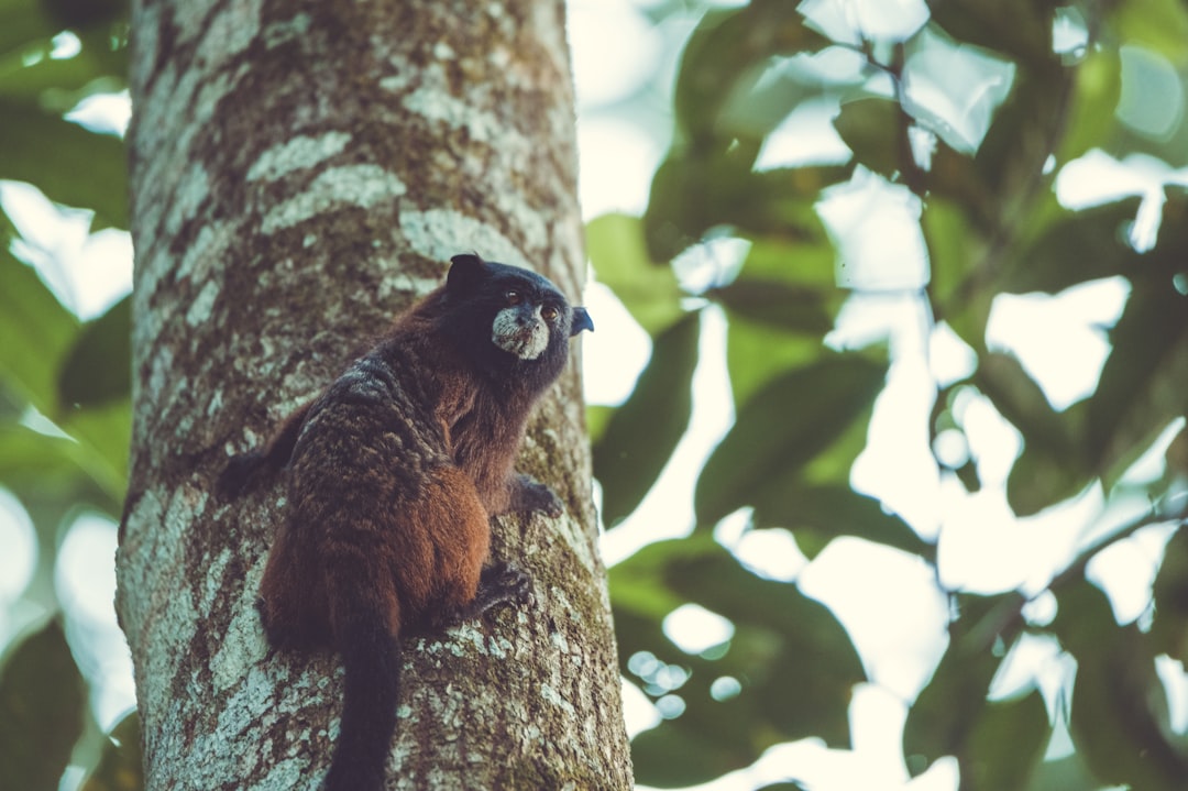 brown and black animal on tree branch during daytime