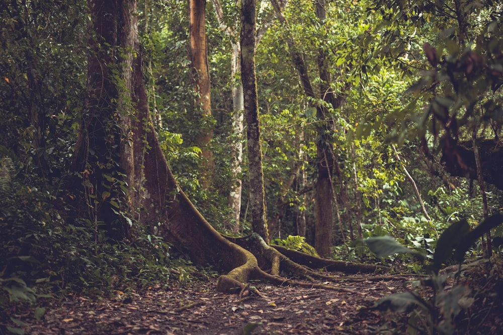 árvores verdes e folhas secas marrons