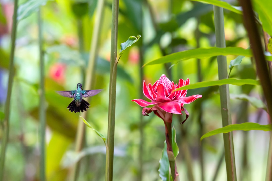 blue and green fly perched on pink flower during daytime