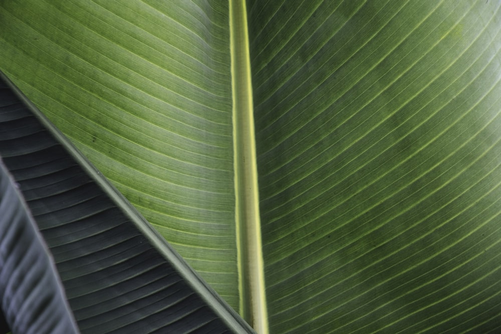 green leaf in close up photography