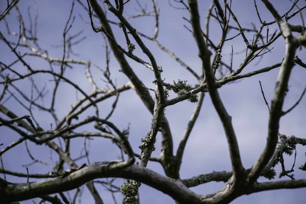 brown tree branch during daytime