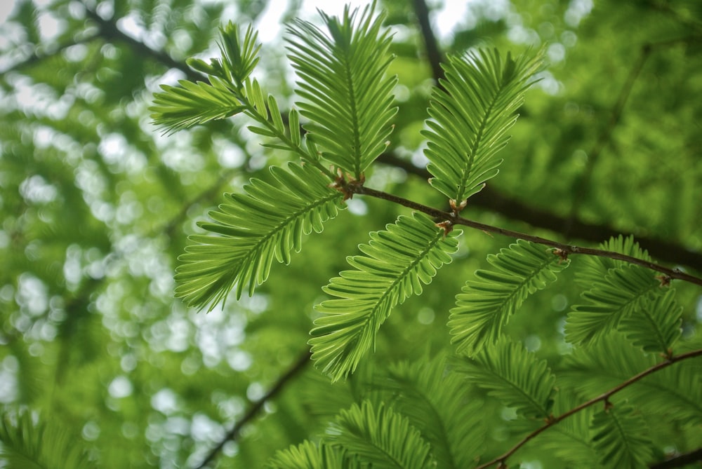 green leaf tree during daytime