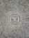 A metal survey marker is embedded in a textured concrete surface. The marker features a star in the center and has the words 'City of Austin Survey Marker' engraved on it. The concrete is speckled with various shades of gray, brown, and orange.