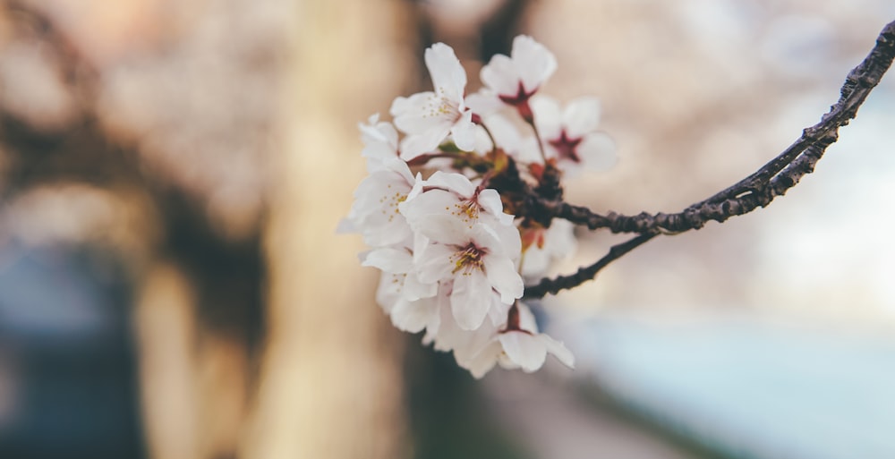 white cherry blossom in close up photography