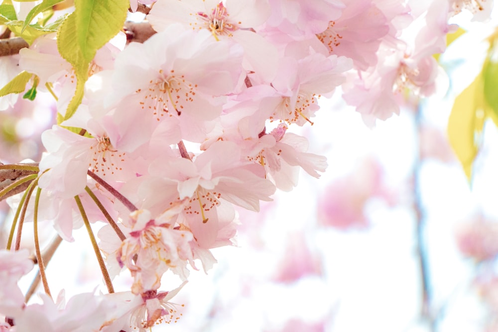 pink cherry blossom in close up photography