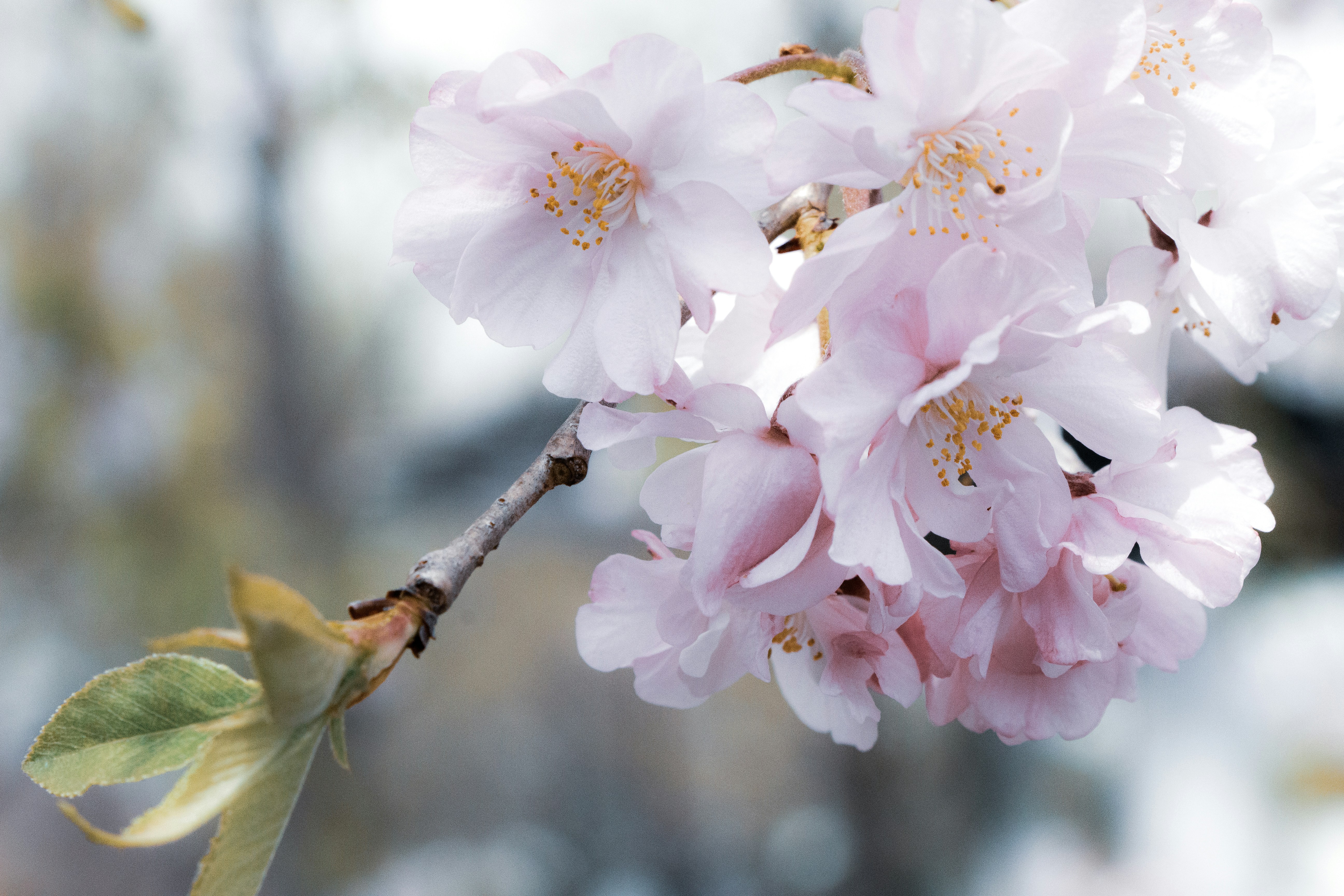 Photo by enkuu