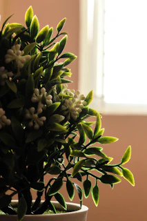 Close-up of a vibrant tropical indoor plant in a handcrafted artistic pot, highlighted by soft natural light.